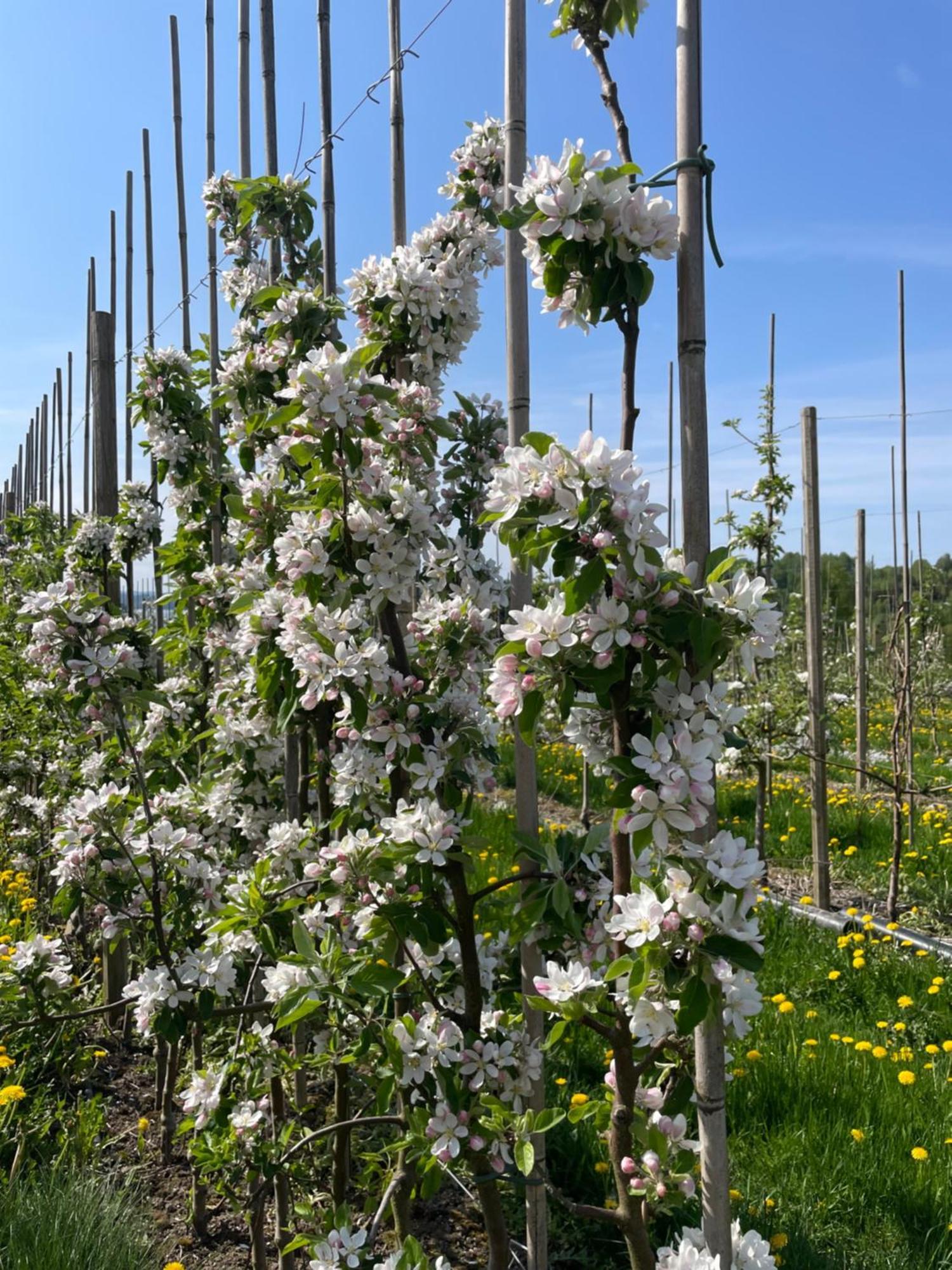Norsjotunet Akkerhaugen ภายนอก รูปภาพ
